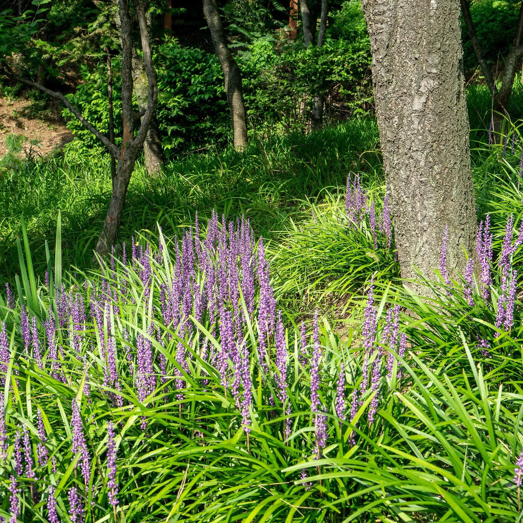 liriope-super-blue-shrub Liriope Super Blue Shrub