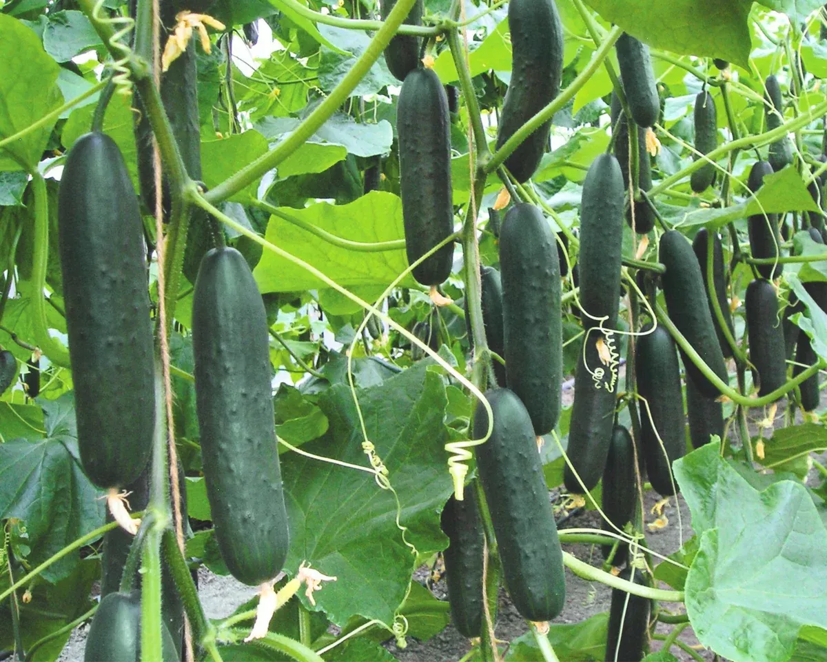 lisboa-hybrid-cucumber-seeds Lisboa Hybrid Cucumber Seeds