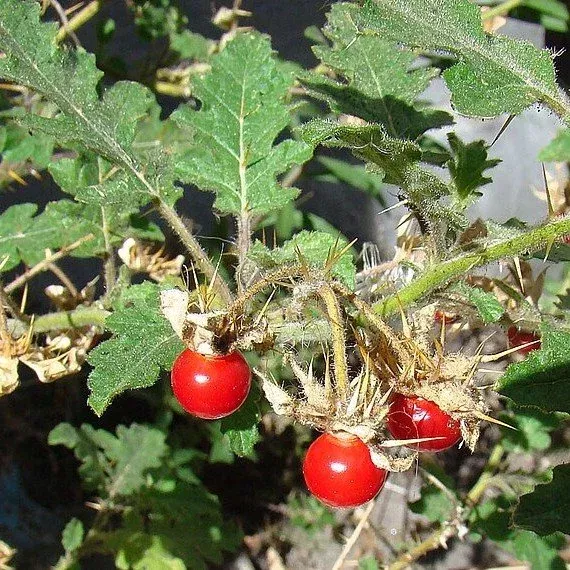 Litchi Tomato