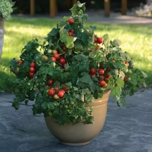 little-bing-tomato-seeds Little Bing Tomato Seeds