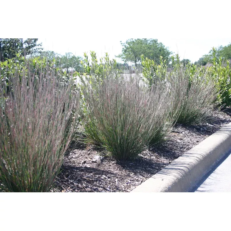 Little Bluestem 'Carousel'