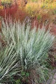 Little Bluestem 'Ha Ha Tonka'