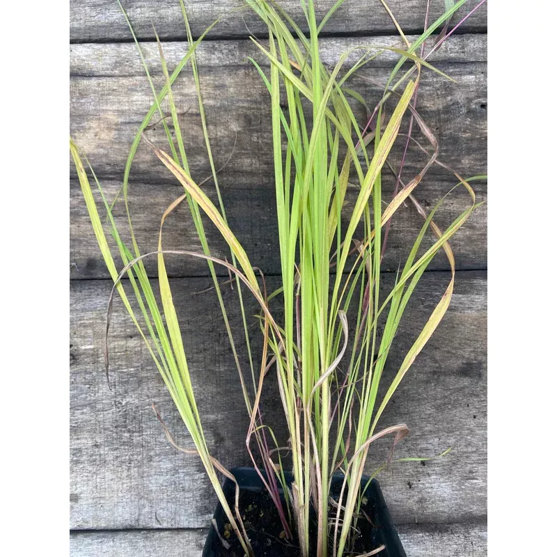 little-bluestem-standing-ovation Little Bluestem 'Standing Ovation'