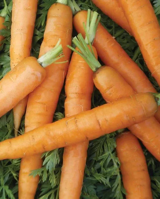 little-fingers-carrots Little Fingers Carrots