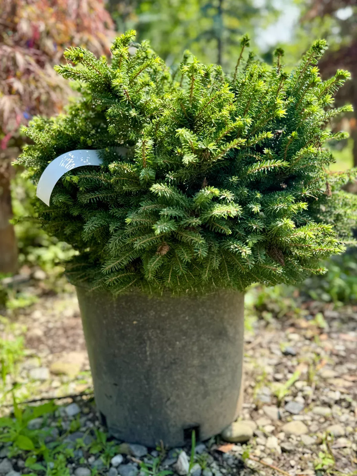 little-gem-norway-spruce Little Gem Norway Spruce