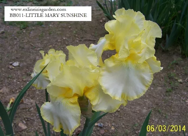 little-mary-sunshine Little Mary Sunshine