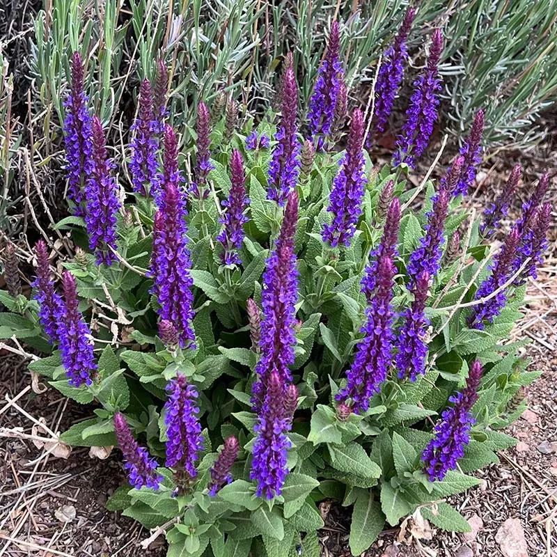 little-night-salvia Little Night Salvia