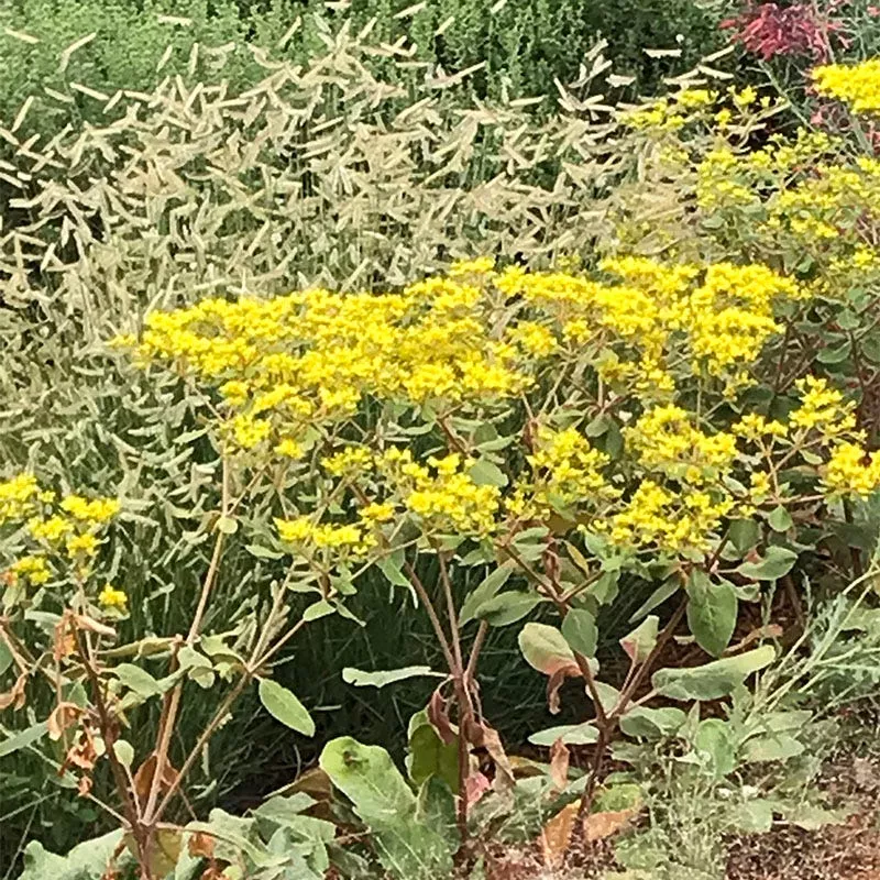 little-rascal-sulphur-buckwheat Little Rascal Sulphur Buckwheat