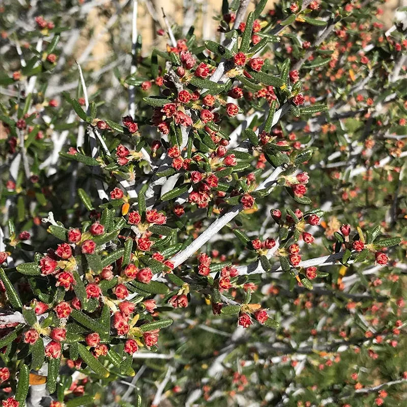littleleaf-mountain-mahogany-cercocarpus Littleleaf Mountain Mahogany (Cercocarpus)