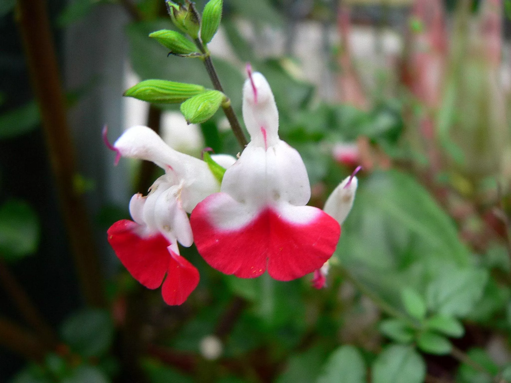 littleleaf-sage-hot-lips Littleleaf Sage 'Hot Lips'