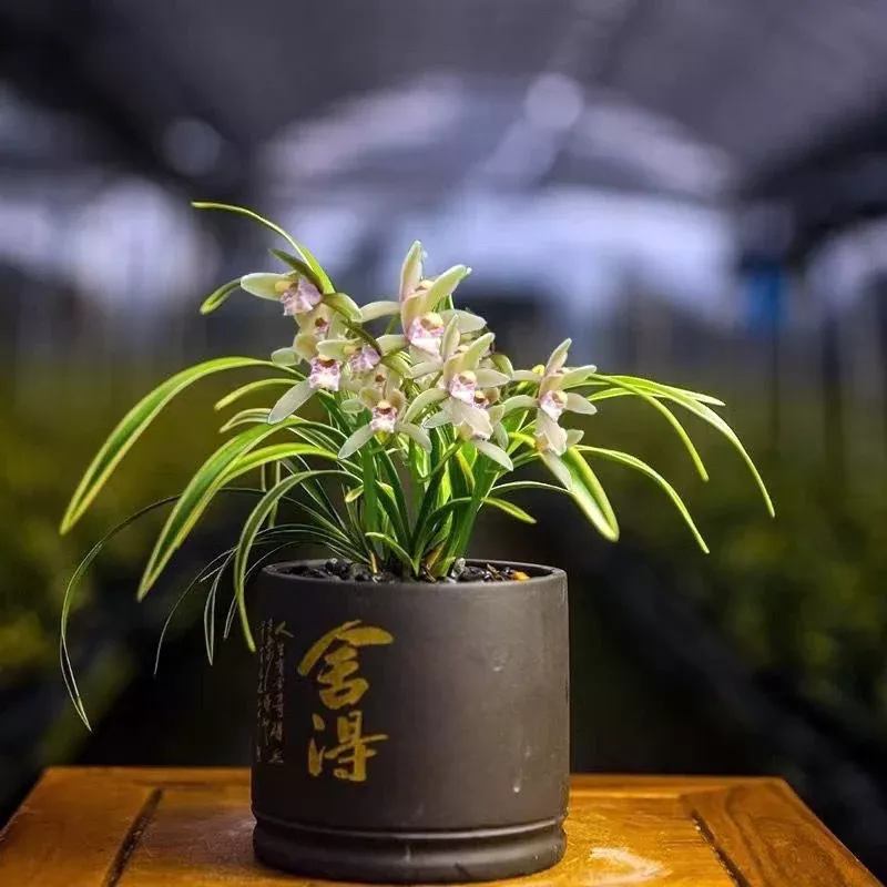 live-cymbidium-dwarf-ensifolium-daguoguan-bare-root-shipped-without-buds 大果冠 Live Cymbidium dwarf ensifolium-DaGuoGuan Bare Root and Shipped Without buds 国兰