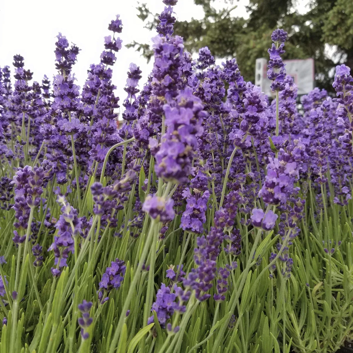 live-hidcote-lavender-plant-lavandula-angustifolia Live Hidcote Lavender Plant (Lavandula angustifolia)