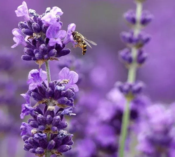 live-munstead-lavender-plant-lavandula-angustifolia Live Munstead Lavender Plant (Lavandula angustifolia)