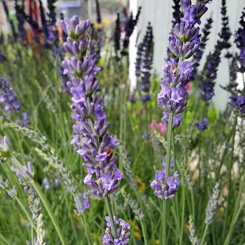 live-phenomenal-lavender-plant-lavandula-intermedia Live Phenomenal Lavender Plant (Lavandula × intermedia)