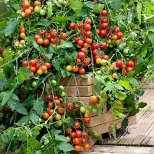 lizzano-tomato-seeds Lizzano Tomato Seeds
