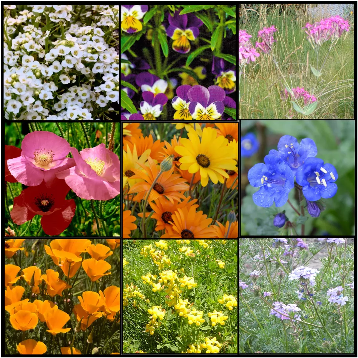 Lo Gro Wildflower Mixture
