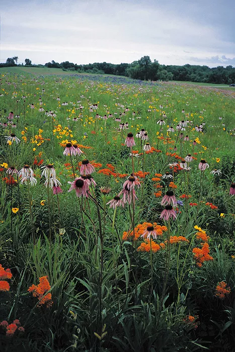 loam-soil-mix Loam Soil Mix