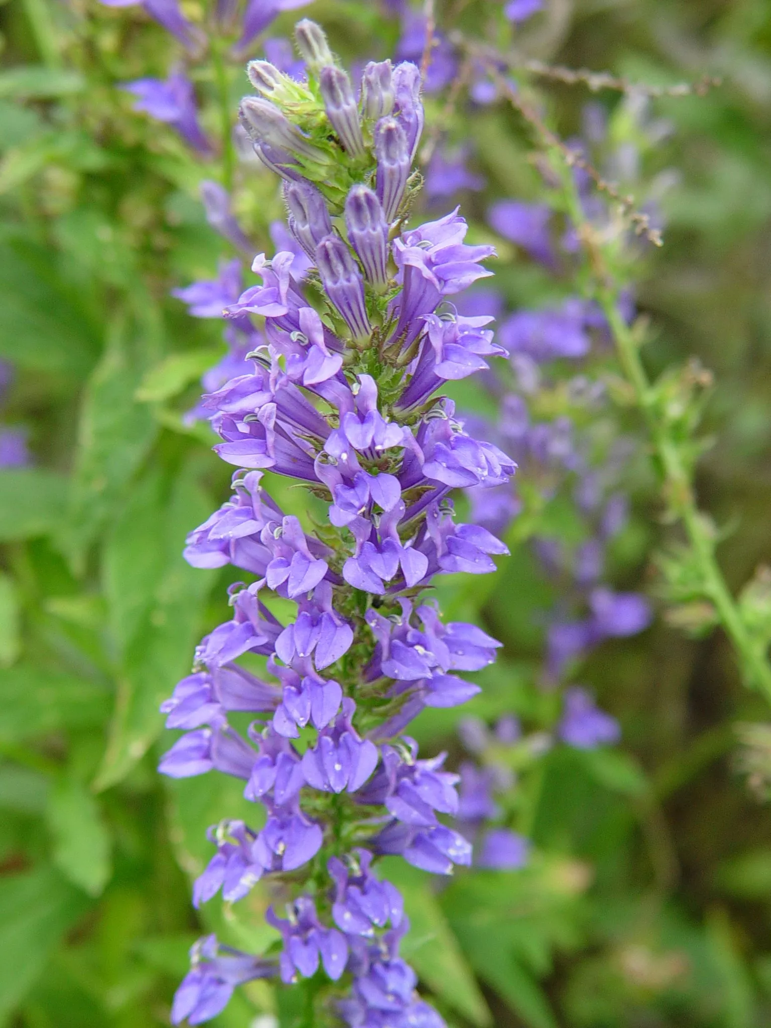 lobelia-blue Lobelia, Blue