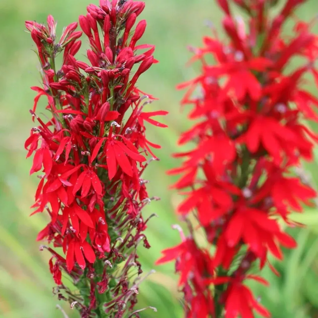 lobelia-cardinalis Lobelia cardinalis
