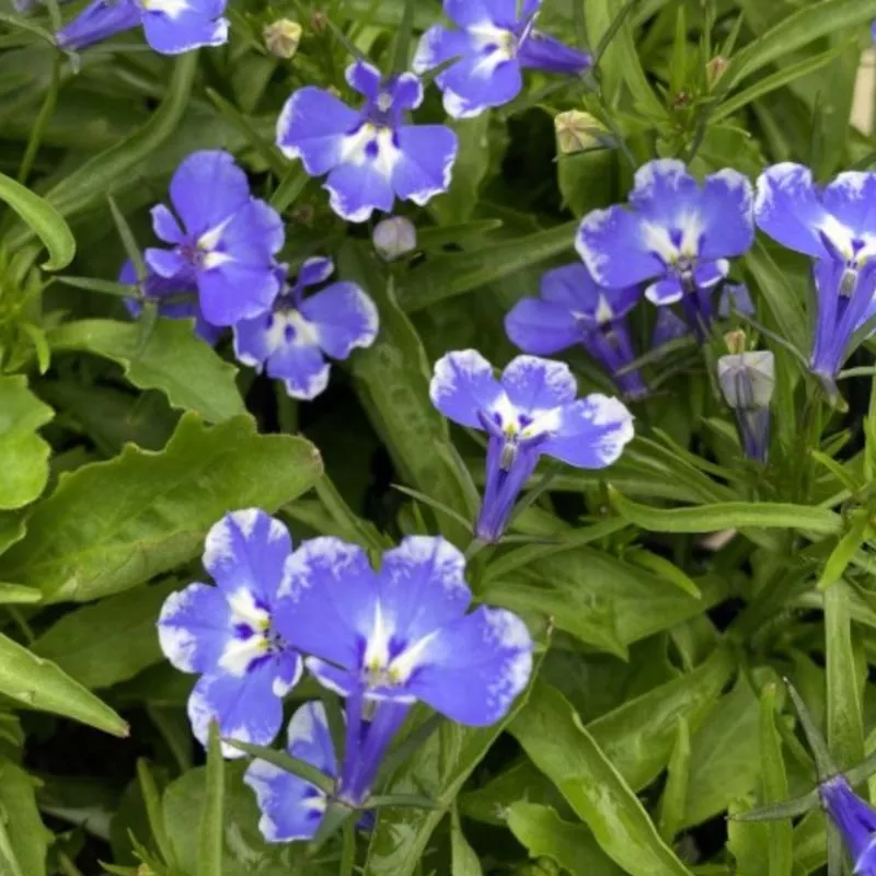 Lobelia erinus Magadi 'Compact Blue Bay'
