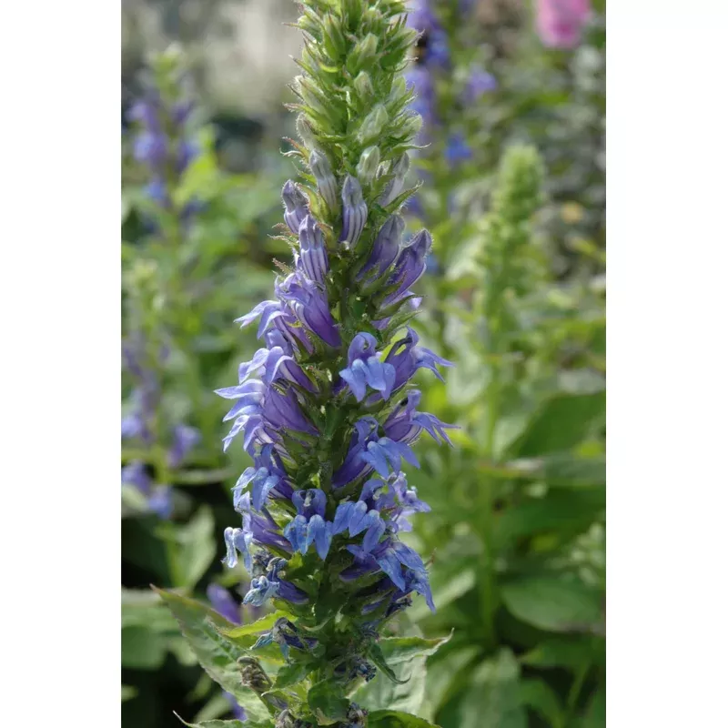 lobelia-great-blue Lobelia, Great Blue