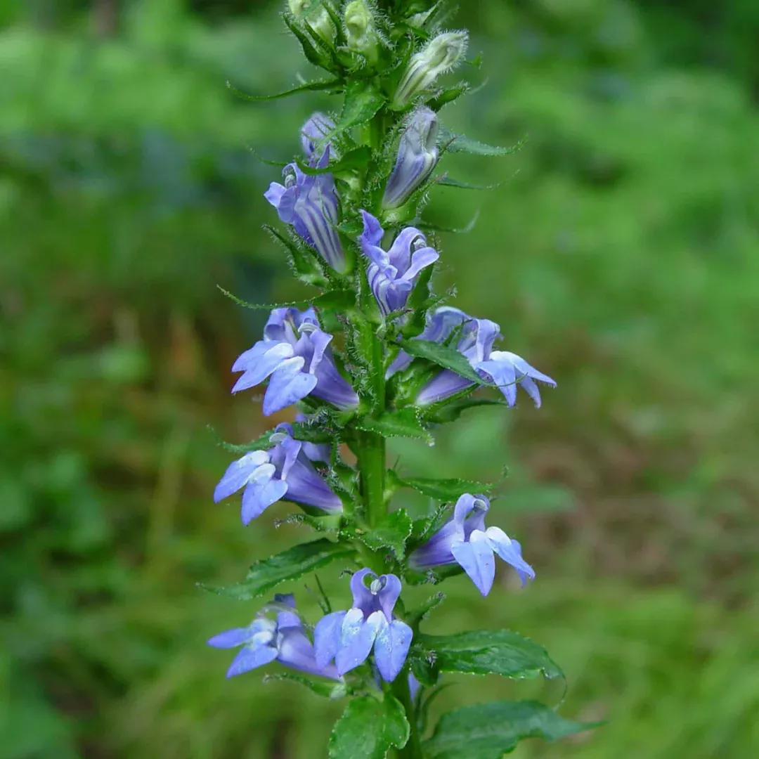 lobelia-siphilitica Lobelia siphilitica