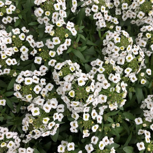 lobularia-white-stream Lobularia (White Stream)