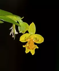Lockhartia chocoensis