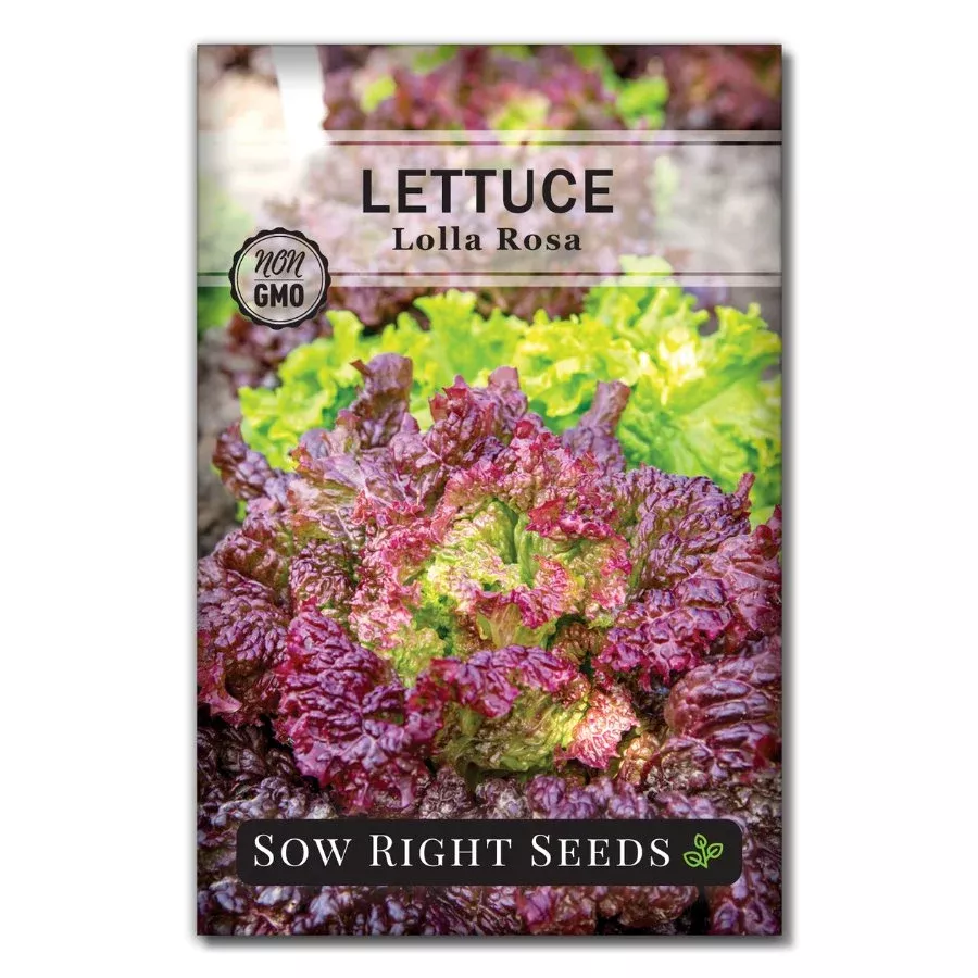 Lolla Rosa Lettuce