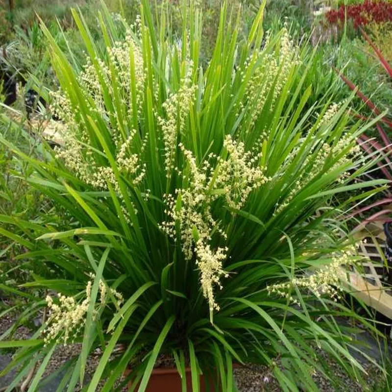 lomandra-hystrix-tropicbelle Lomandra hystrix 'Tropicbelle'