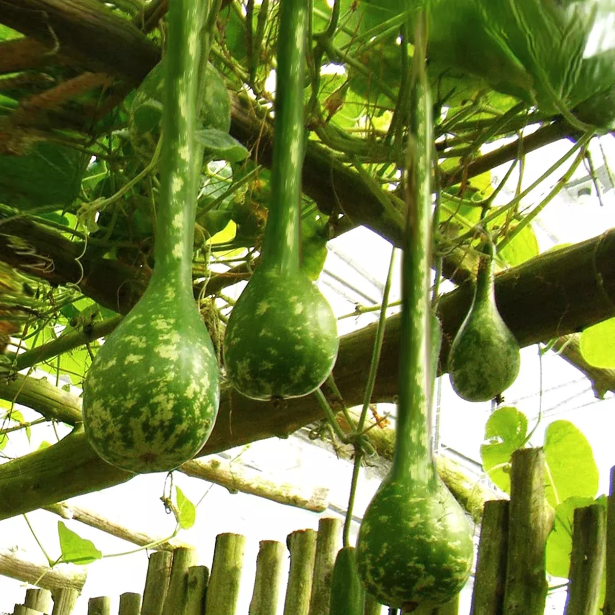 long-handled-dipper-gourd Long-Handled Dipper Gourd