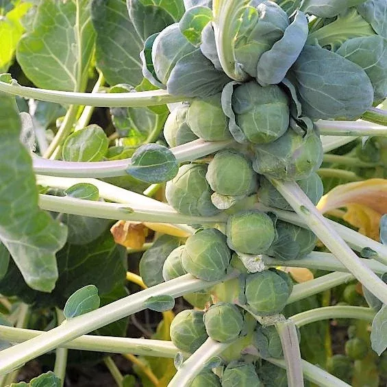 long-island-brussels-sprout Long Island Brussels Sprout