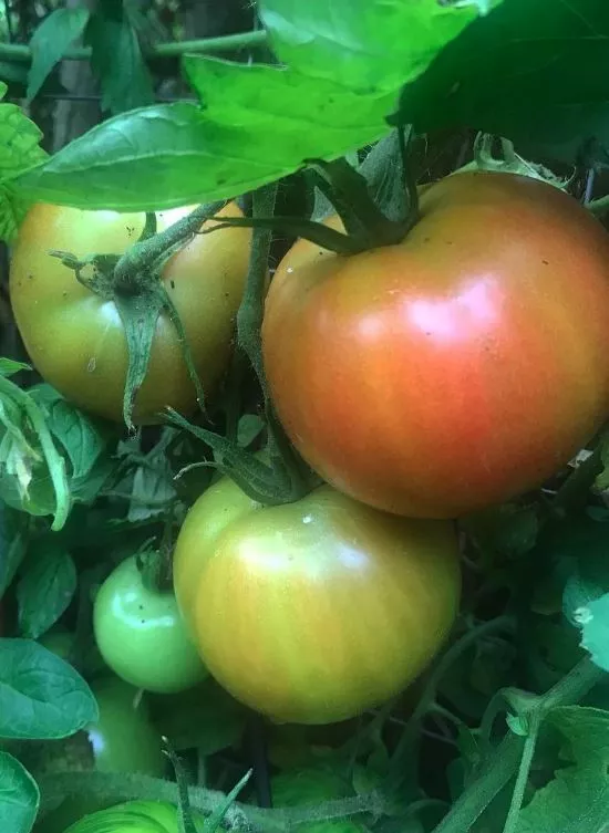 Long Keeper Tomato