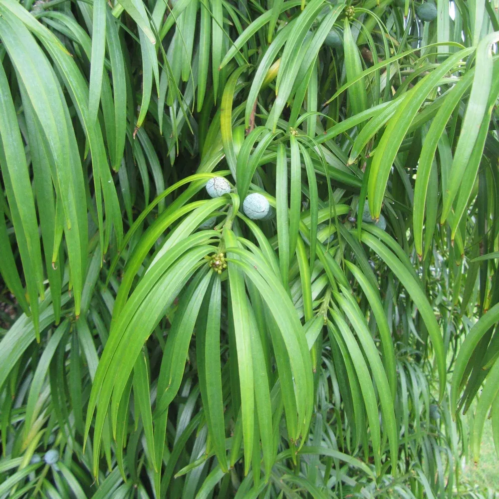 long-leafed-yellow-wood Long Leafed Yellow-wood