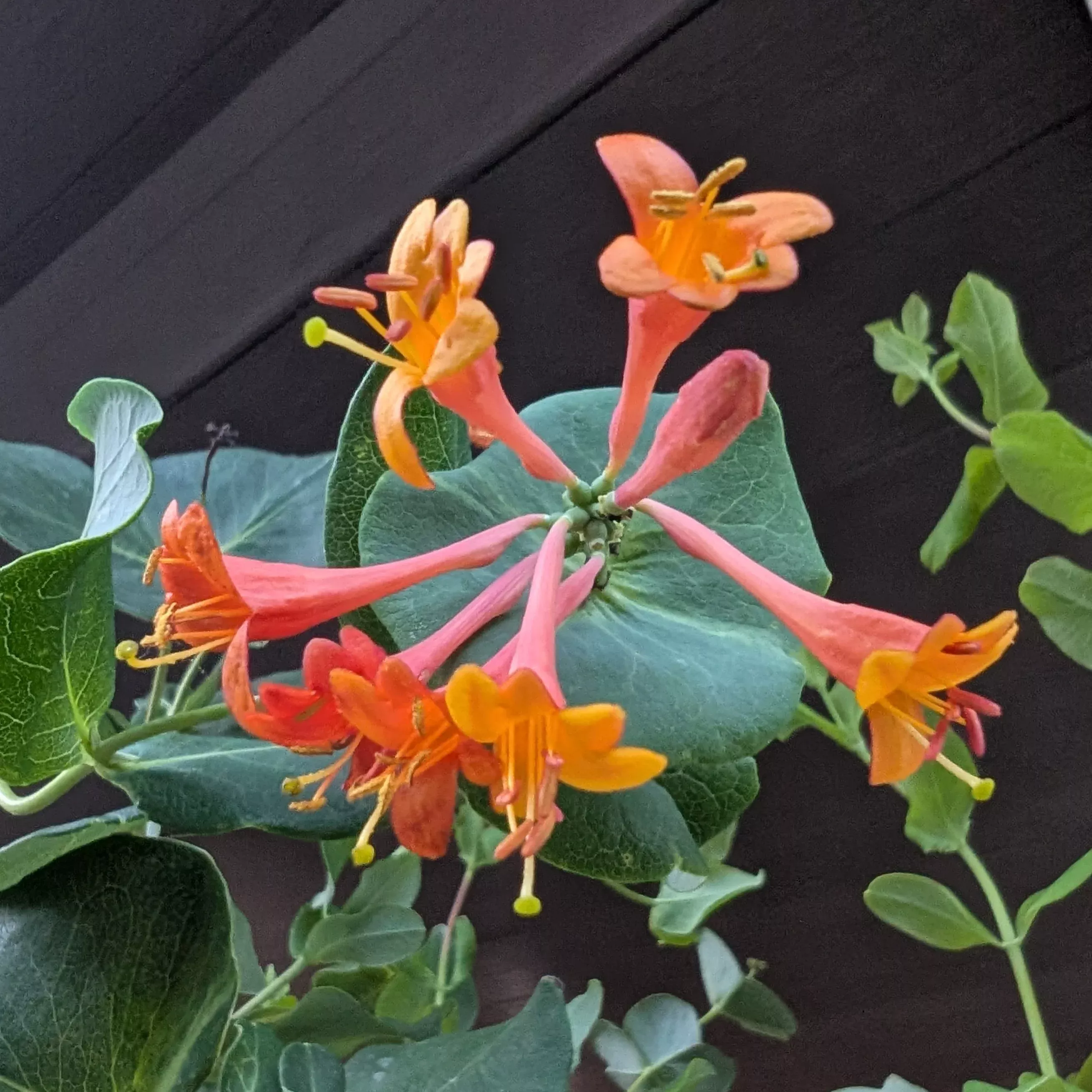 lonicera-sempervirens-magnifica-trumpet-honeysuckle Lonicera sempervirens Magnifica Trumpet Honeysuckle