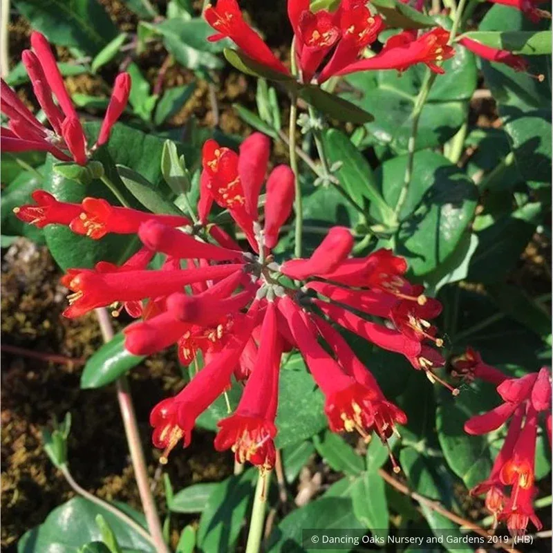lonicera-sempervirens-major-wheeler-trumpet-honeysuckle Lonicera sempervirens Major Wheeler Trumpet Honeysuckle
