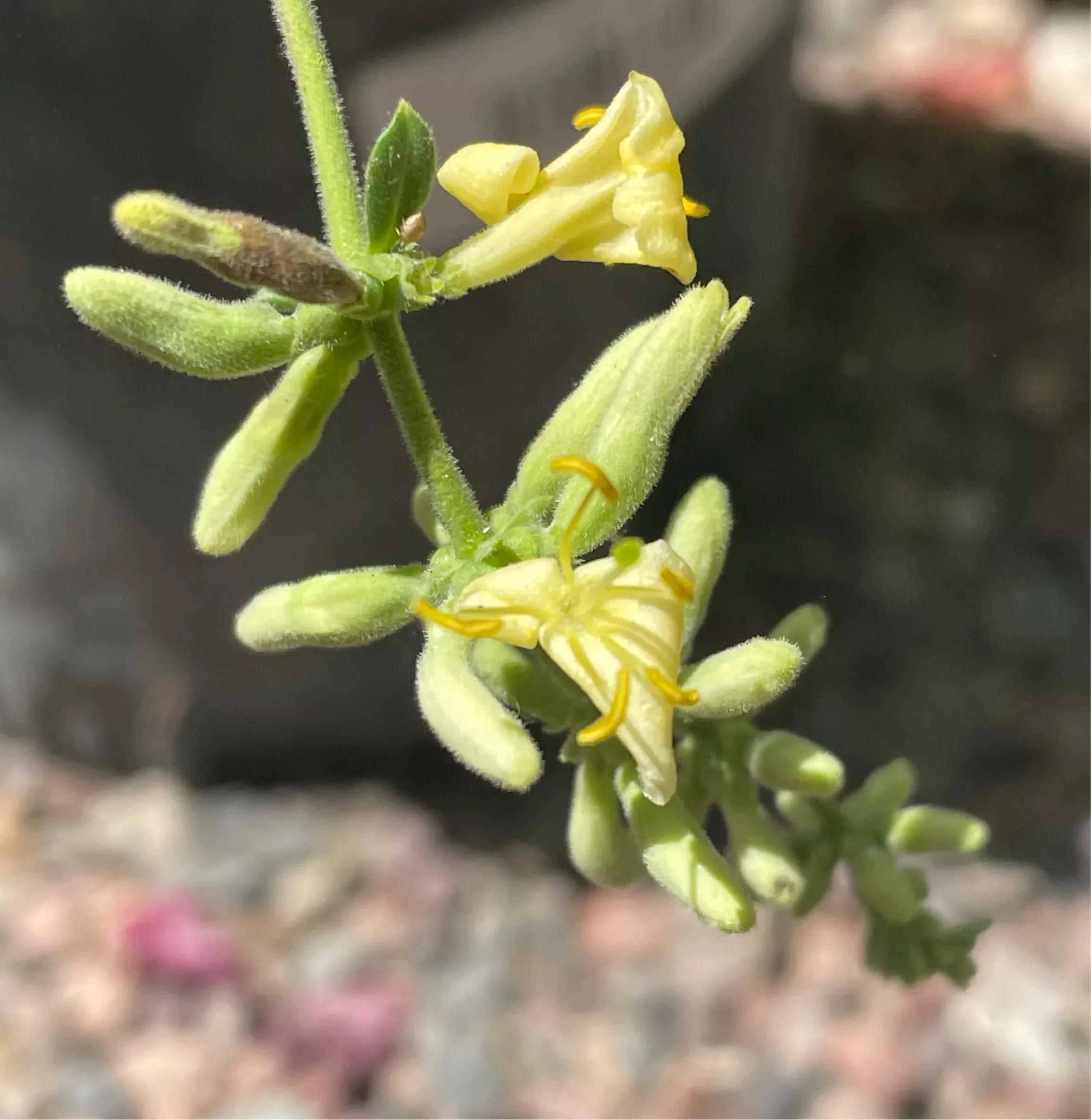 Lonicera subspicata (San Diego honeysuckle)
