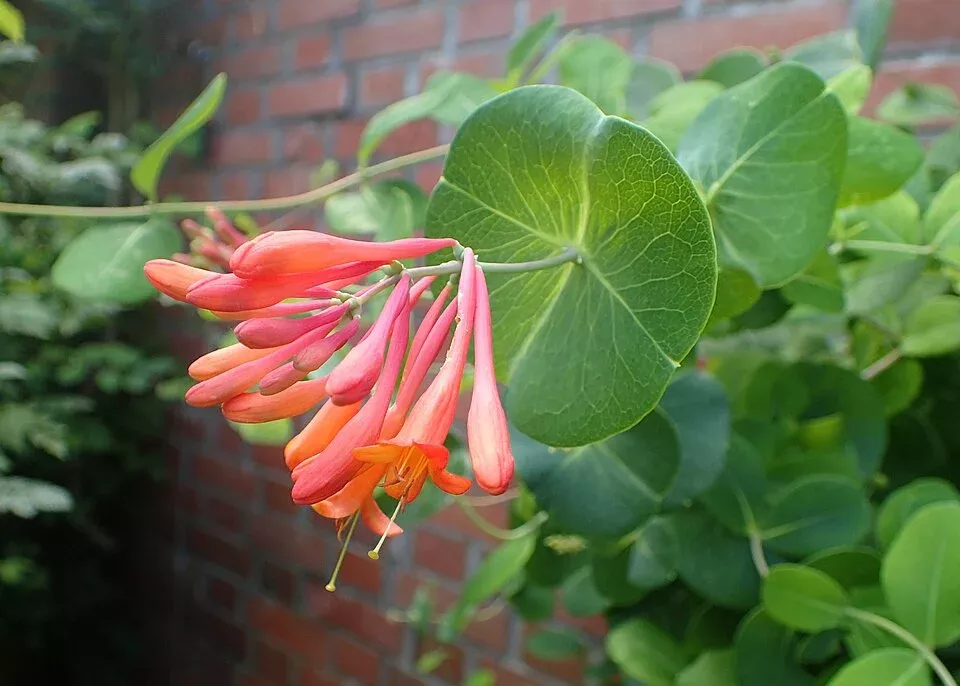 Lonicera X Brownii Dropmore Scarlet Trumpet Honeysuckle