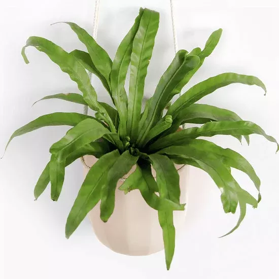 loop-hanging-planter-oat-leak-proof-360-drainage-minimalist Loop Hanging Planter – Oat | Leak-Proof, 360°-Drainage & Minimalist