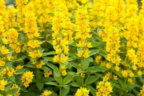 loosestrife-yellow-loosestrife Loosestrife (Yellow Loosestrife)