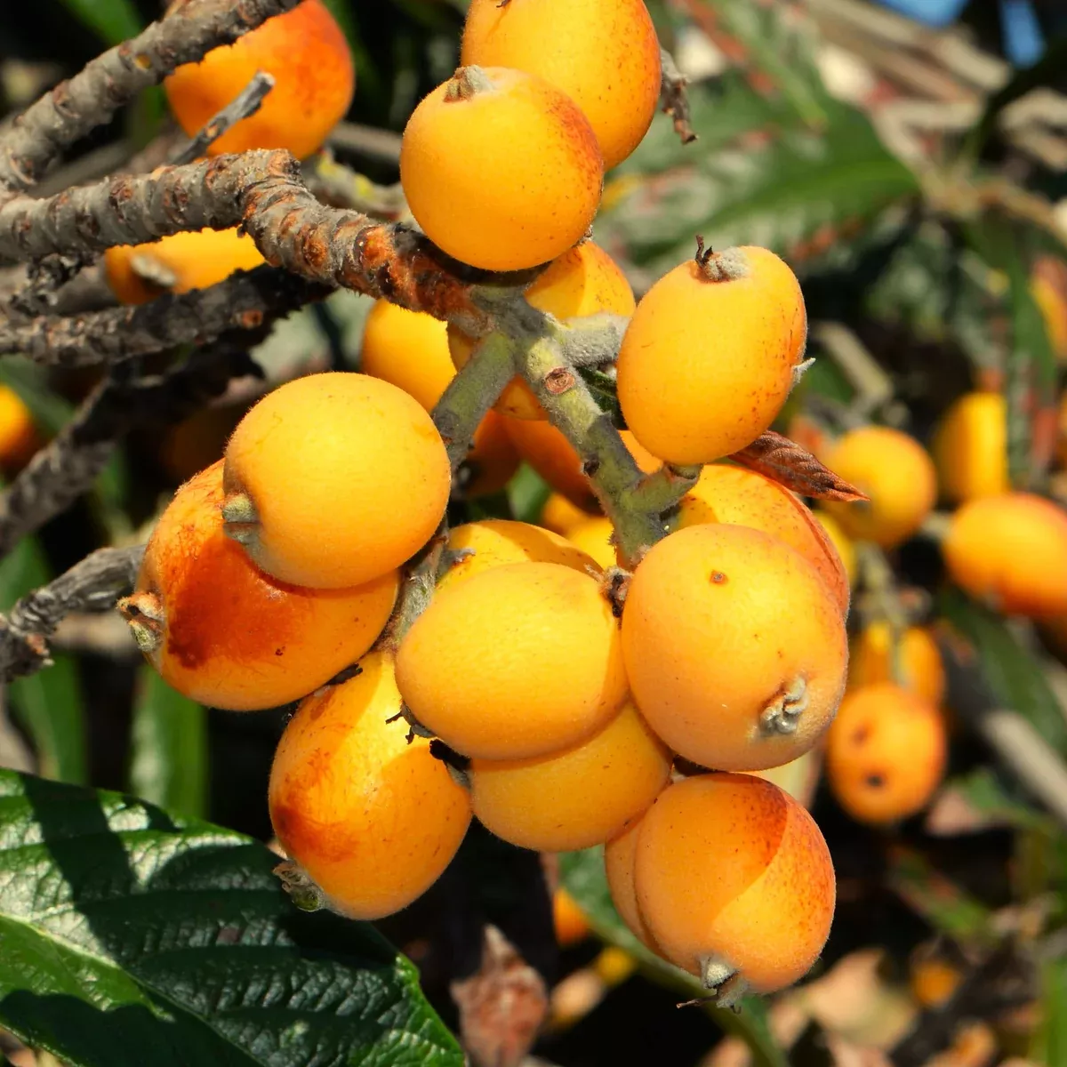 loquat-tree Loquat Tree