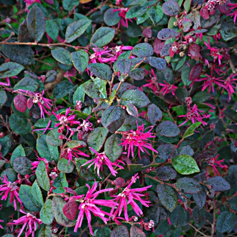 loropetalum-chinense-rubrum Loropetalum chinense 'Rubrum'