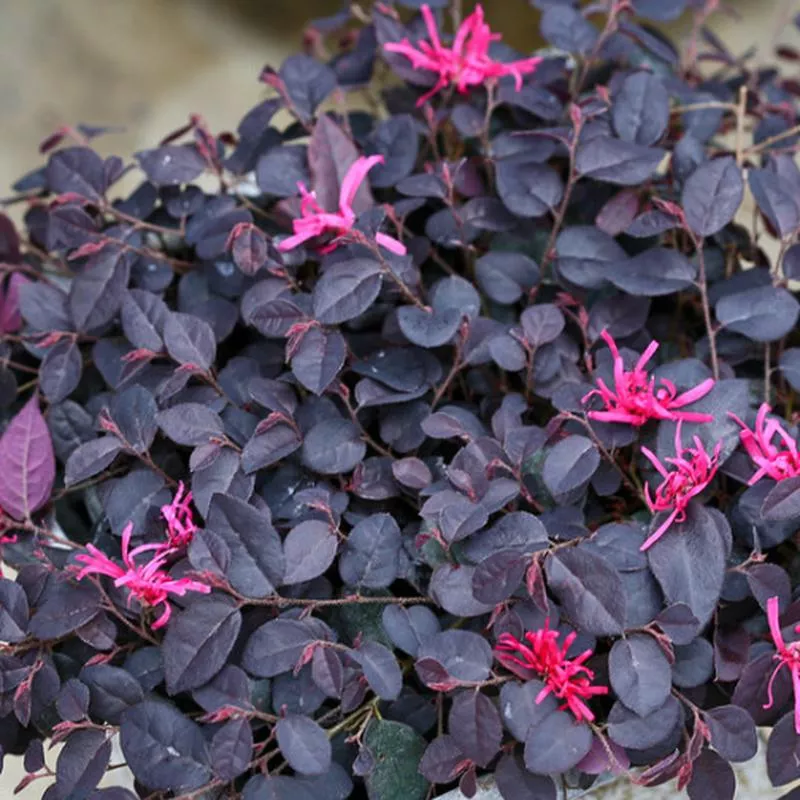 loropetalum-jazz-hands-mini Loropetalum 'Jazz Hands Mini'