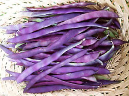 louisiana-purple-bean Louisiana Purple Bean