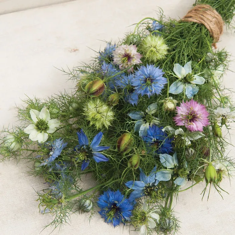 love-in-mist-nigella Love In a Mist - Nigella