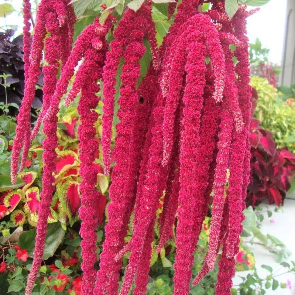 love-lies-bleeding Love Lies Bleeding