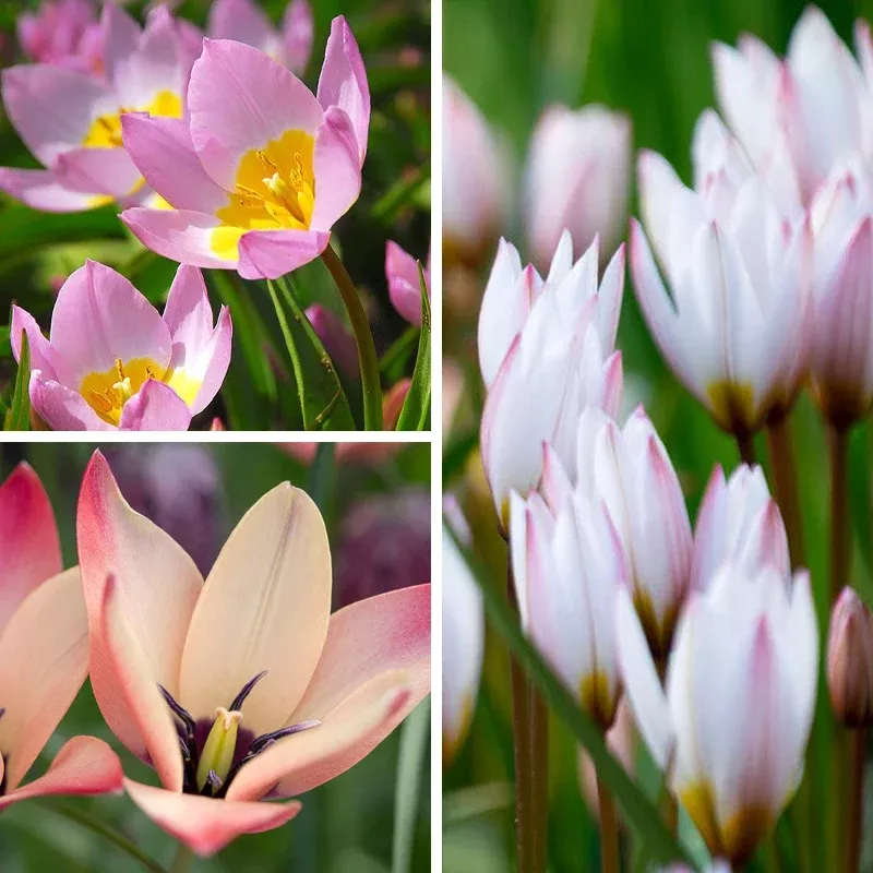 Lovelight Naturalizing Wild Tulip Collection