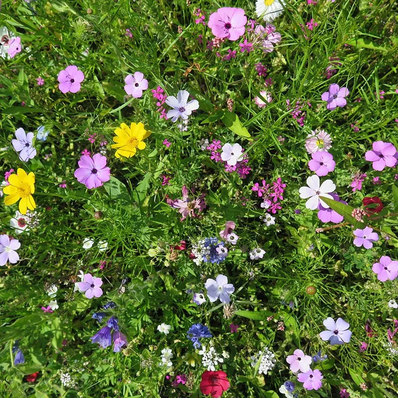 low-grow-wildflower-seed-mix Low Grow Wildflower Seed Mix