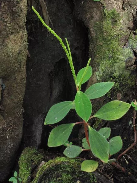 low-peperomia Low Peperomia
