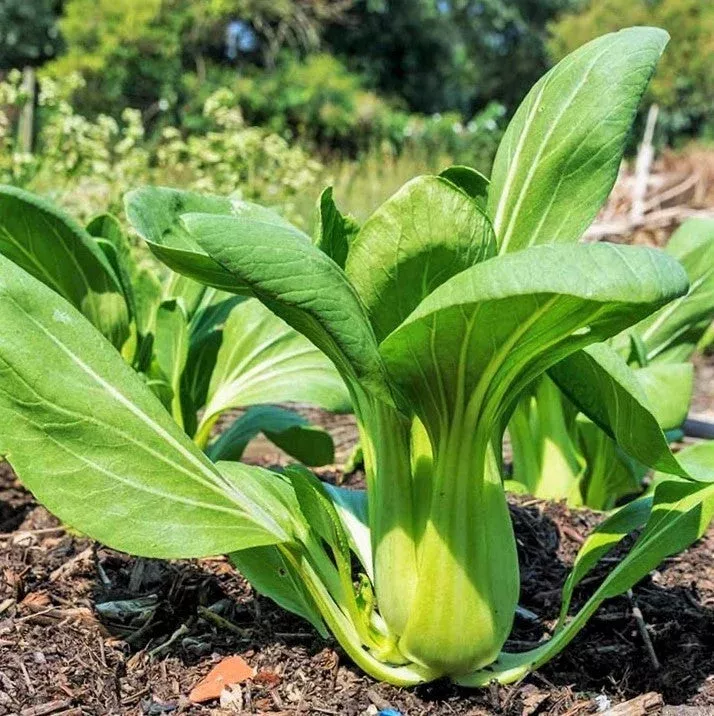 lu-xiu-green-stem-shanghai-bok-choy Lu Xiu Green Stem Shanghai Bok Choy